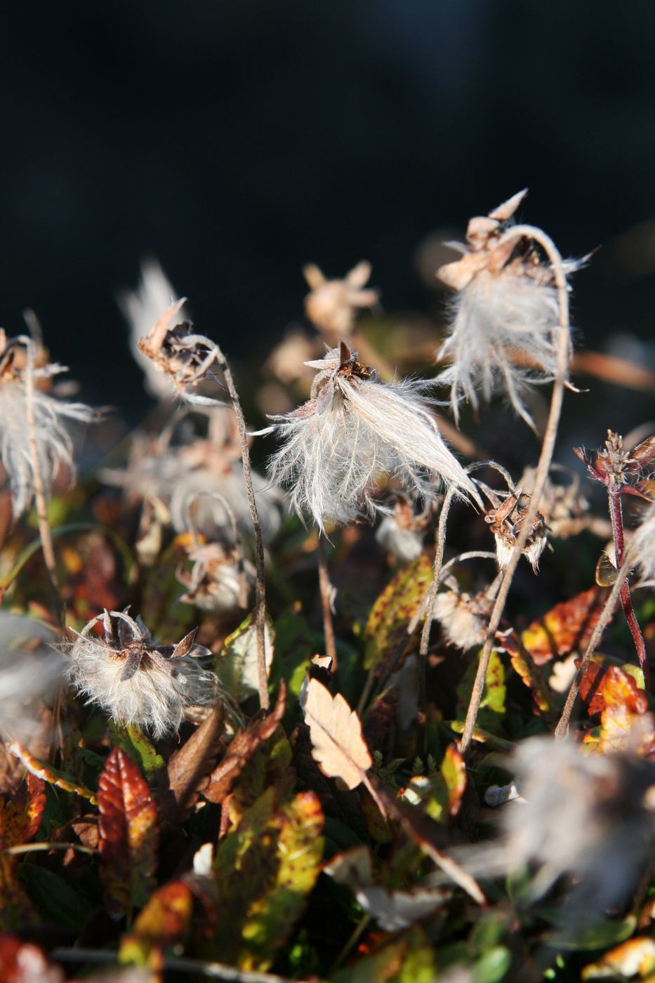 Австрия 1217 (2)