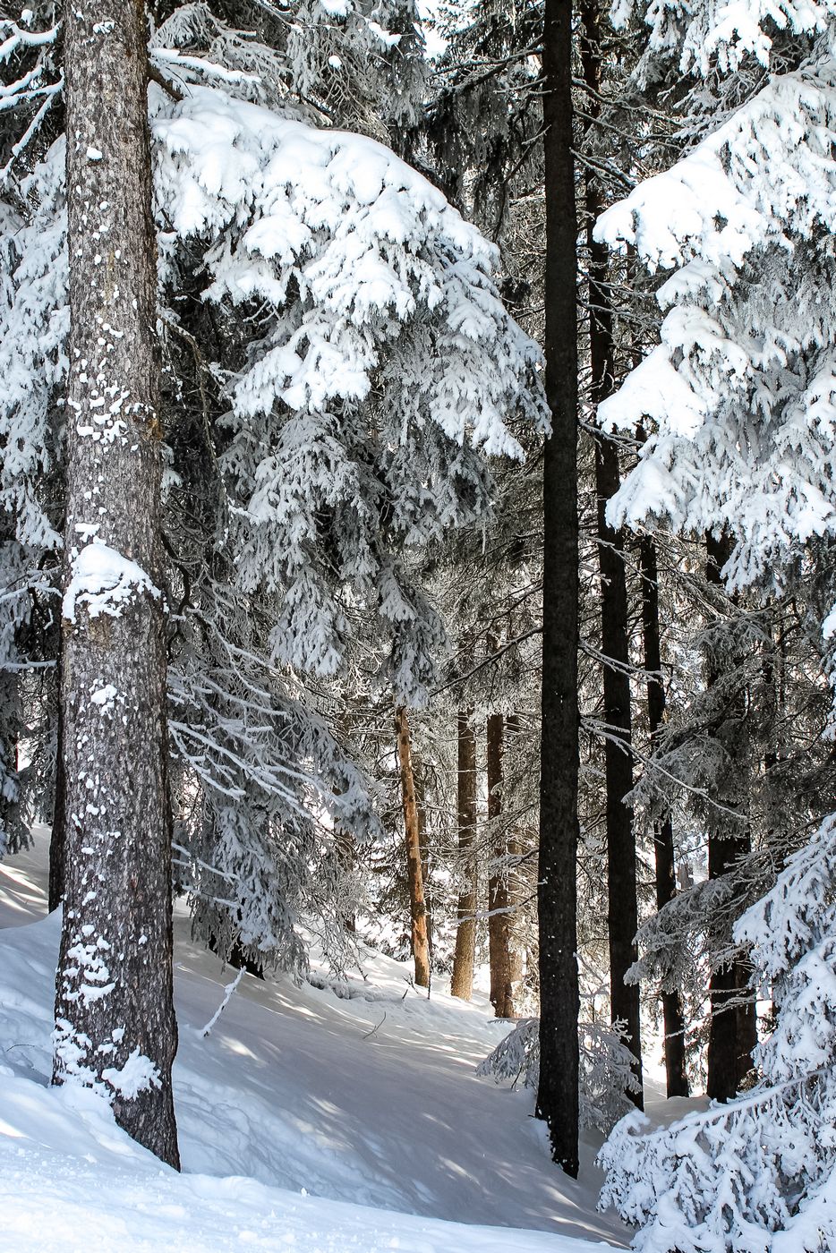 Зиллер таль Австрия 232