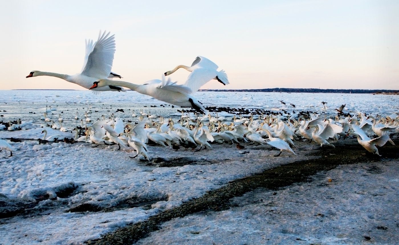 Таллин Хельсинки 717