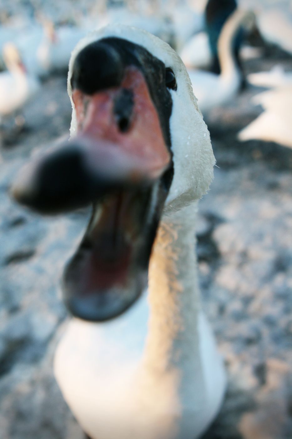 Таллин Хельсинки 796