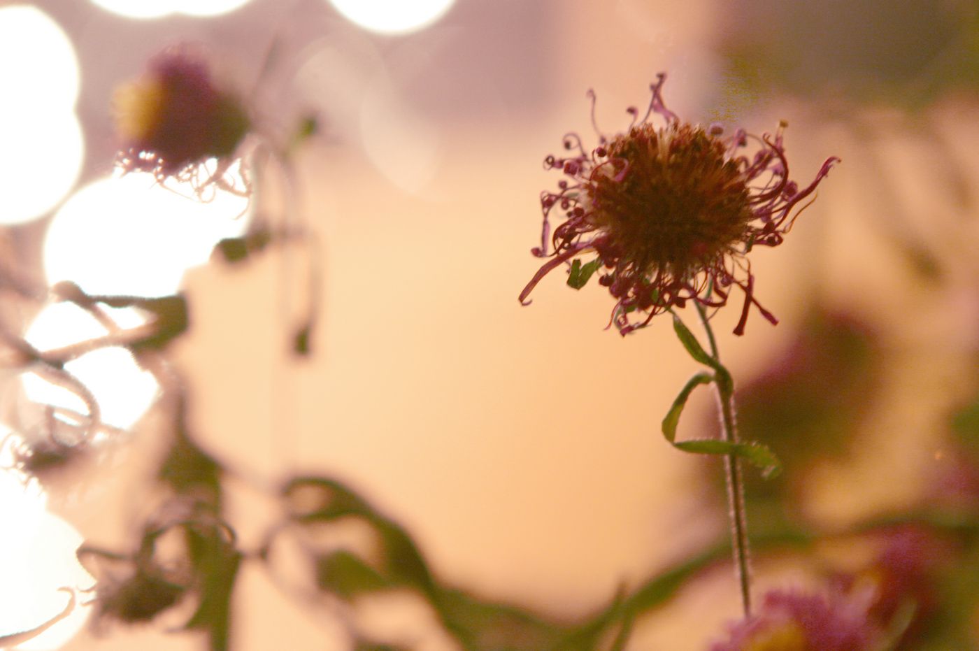 золотая 043 (2)