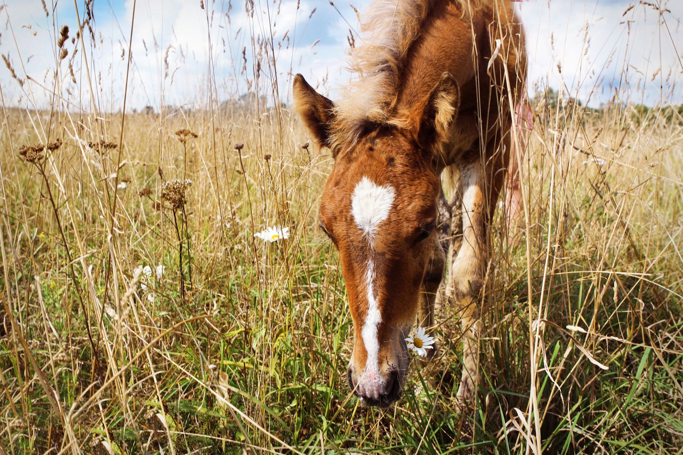 конепоход) 121 (2)