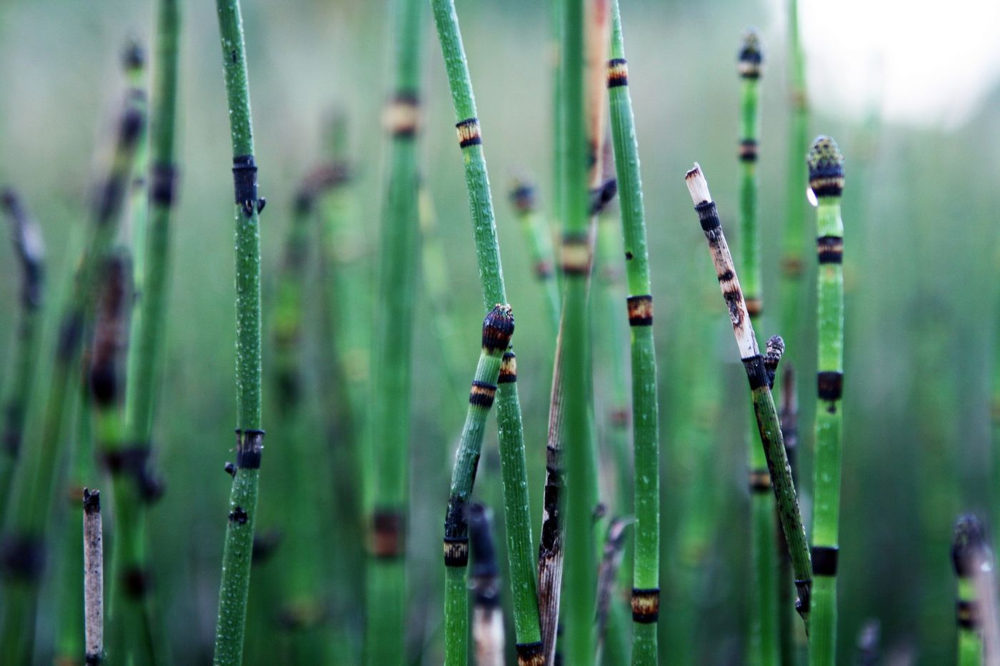 новосиб алтай 374