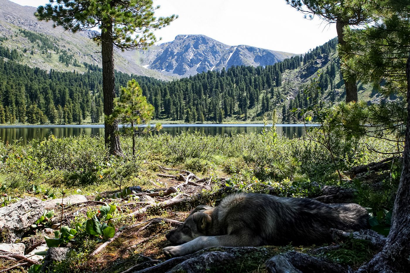 новосиб алтай 530