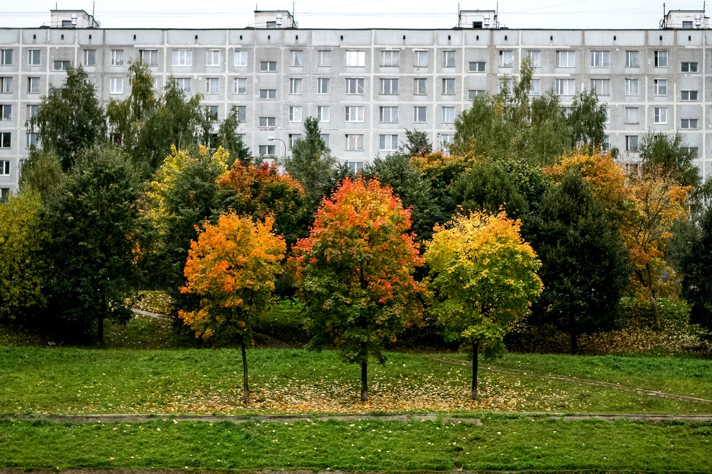 осенний дождь 113